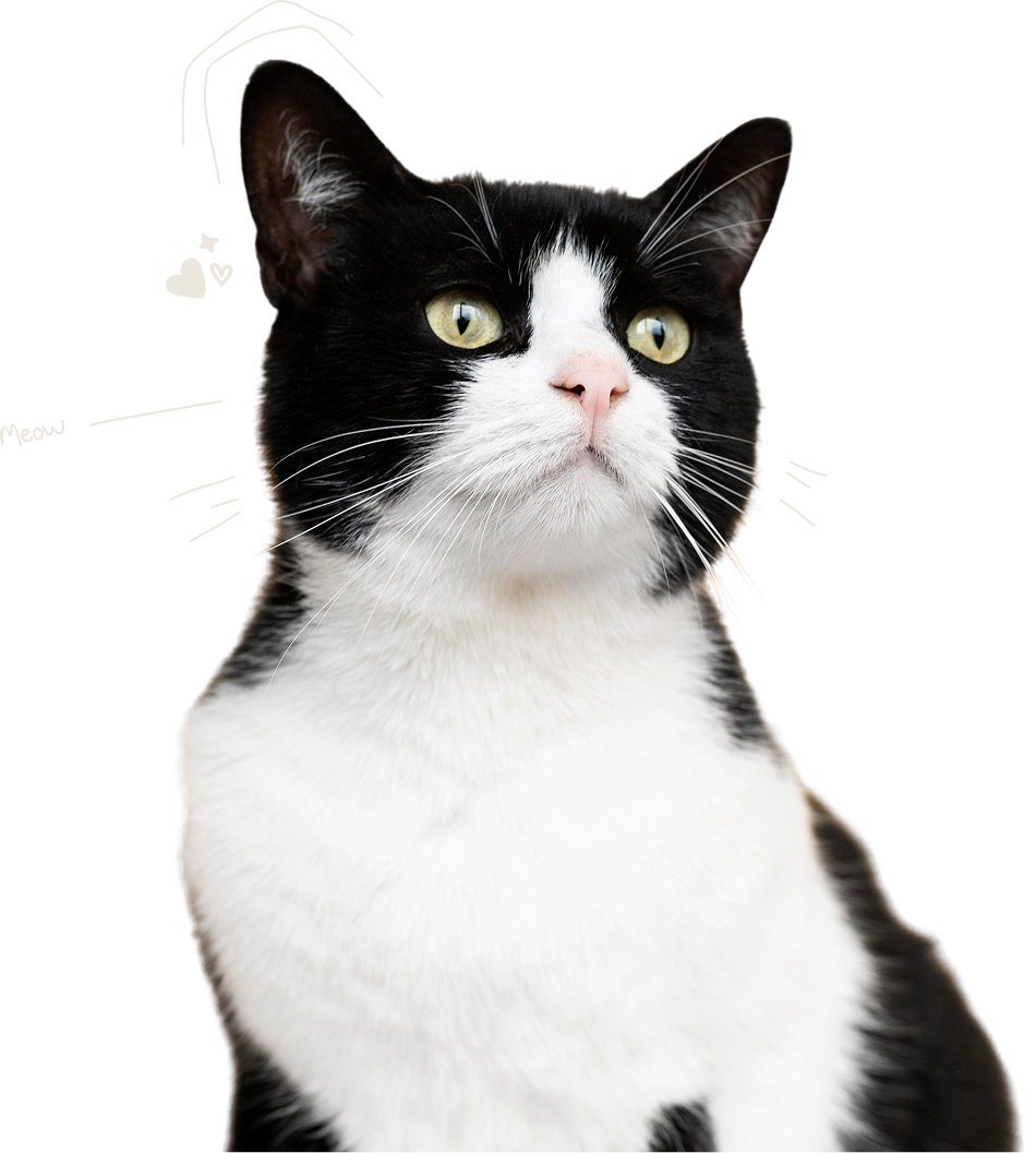cat-with-doodles