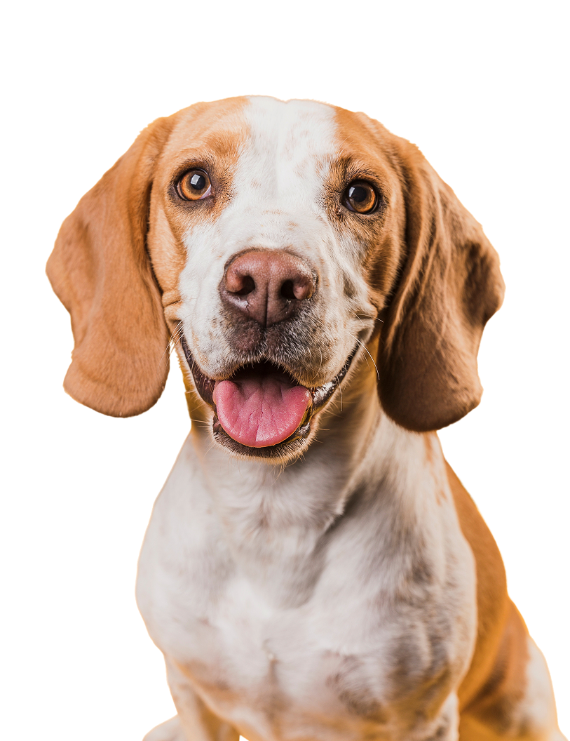 dog-with-doodles